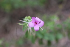 Barleria buxifolia