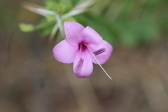 Barleria buxifolia