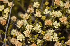Microcybe multiflora multiflora