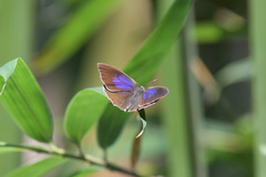 Mahathala ameria