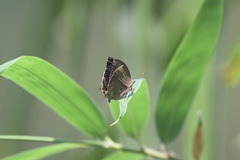 Mahathala ameria