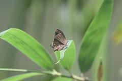 Mahathala ameria