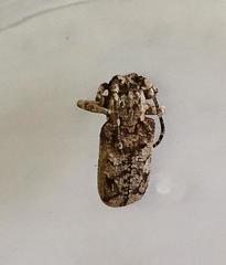 Hecyromorpha plagicollis