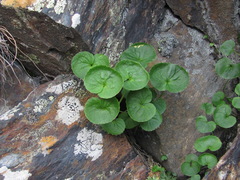 Viola caucasica
