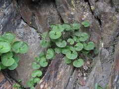 Viola caucasica