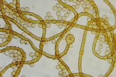 Arcyria stipata