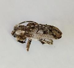 Hecyromorpha plagicollis