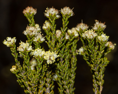 Microcybe multiflora multiflora