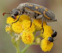 Hycleus burmeisteri