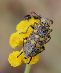 Hycleus burmeisteri