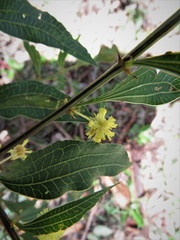 Acacia urophylla