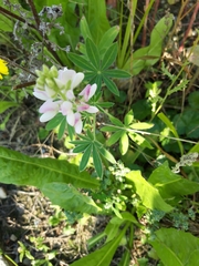 Lupinus albus