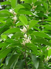 Magnolia × alba