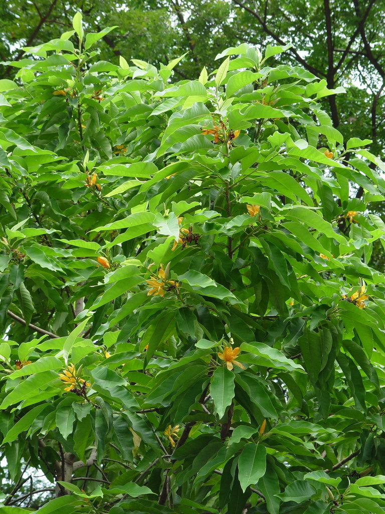 Magnolia champaca - council-listed tree