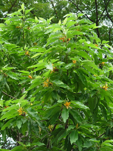 Magnolia champaca