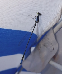 Aciagrion approximans