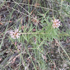 Grevillea phylicoides