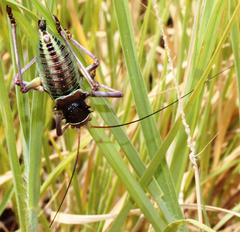 Acanthoplus discoidalis