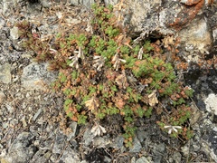 Dracocephalum palmatum