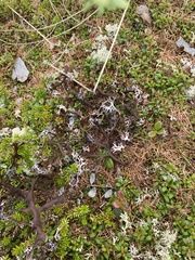 Masonhalea richardsonii