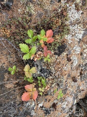 Drymocallis inquinans