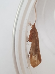 Limnephilus marmoratus