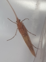 Limnephilus marmoratus