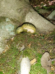 Lactarius atroviridis