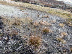 Scirpus maximowiczii
