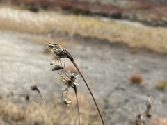 Scirpus maximowiczii