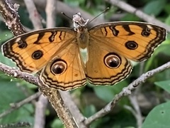 Junonia almana