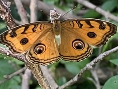 Junonia almana