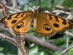 Junonia almana