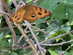Junonia almana
