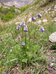 Pulsatilla violacea