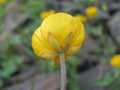 Ranunculus breyninus