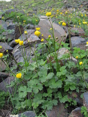 Ranunculus breyninus