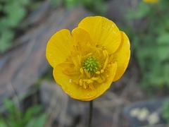 Ranunculus breyninus