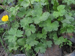 Ranunculus breyninus