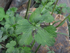 Ranunculus breyninus
