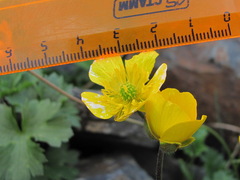 Ranunculus breyninus