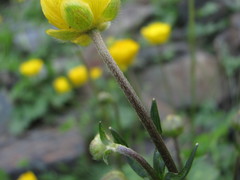 Ranunculus breyninus