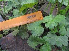 Ranunculus breyninus