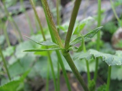 Ranunculus breyninus