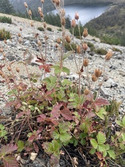 Drymocallis inquinans