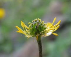 Ranunculus breyninus