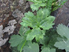 Ranunculus breyninus