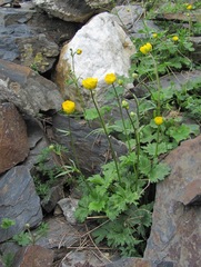 Ranunculus breyninus