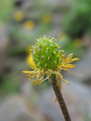 Ranunculus breyninus