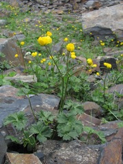 Ranunculus breyninus